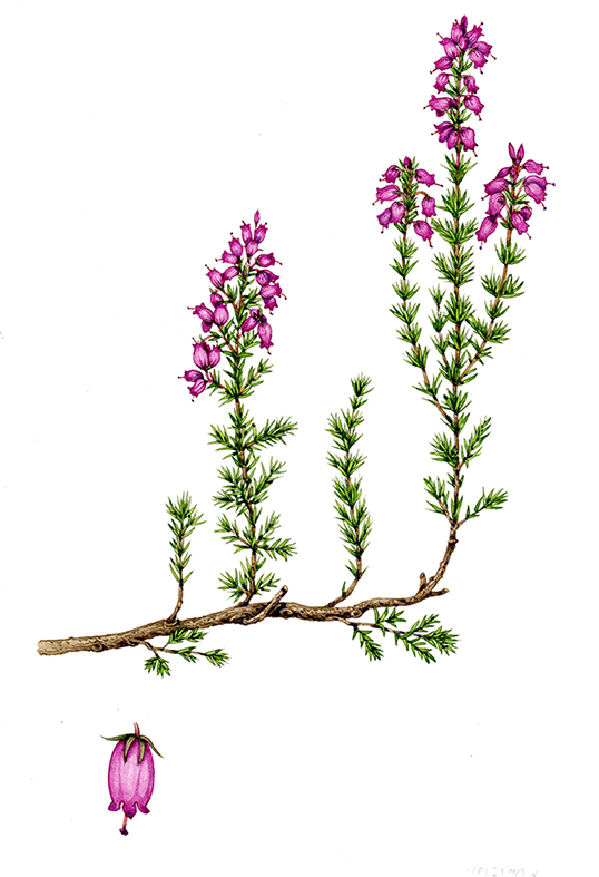 Heather Plant Drawing