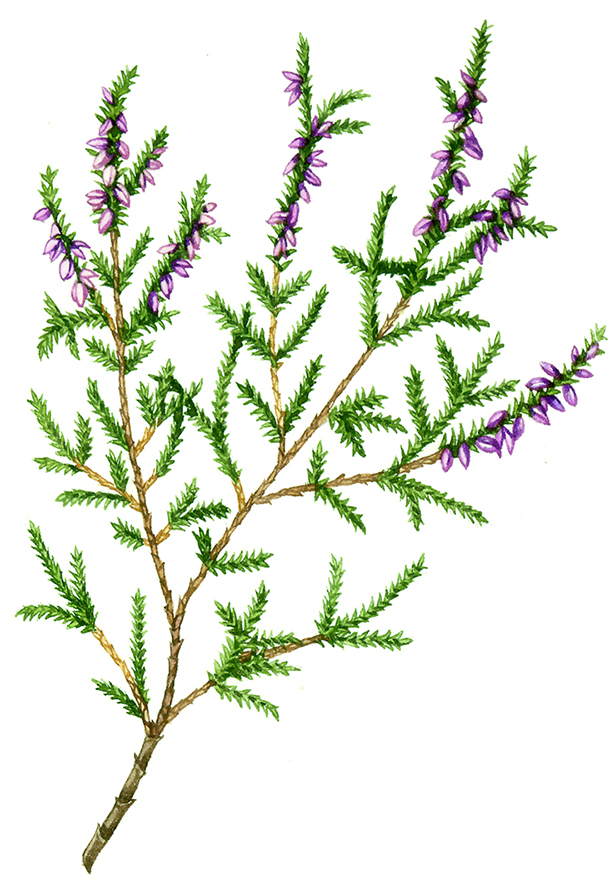 Heather Plant Drawing