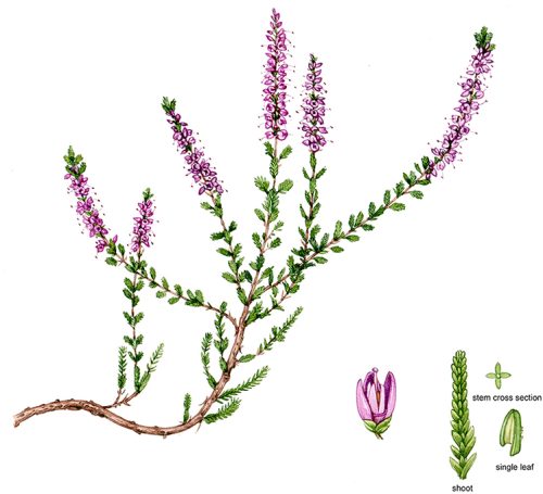 Botanical Illustration: Heathers - Lizzie Harper