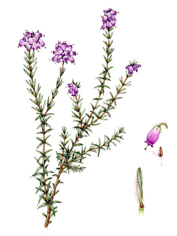 Botanical Illustration Heathers Lizzie Harper