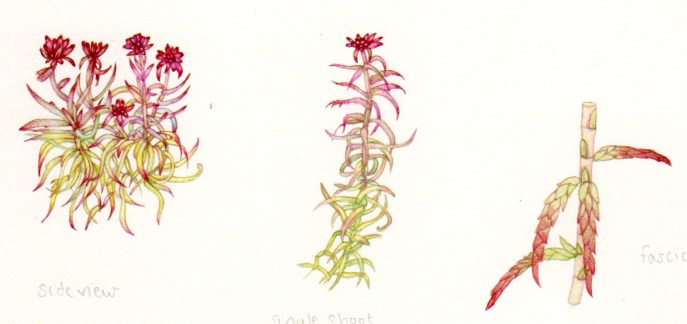 sphagnum moss diagram