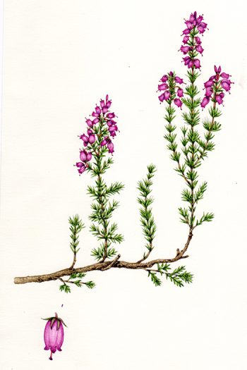 Botanical Illustration step by step: Bell Heather - Lizzie Harper