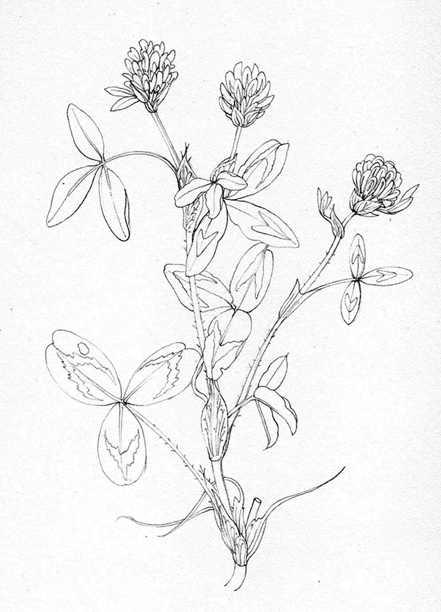 Botanical Illustration Of Red Clover Step By Step Lizzie Harper