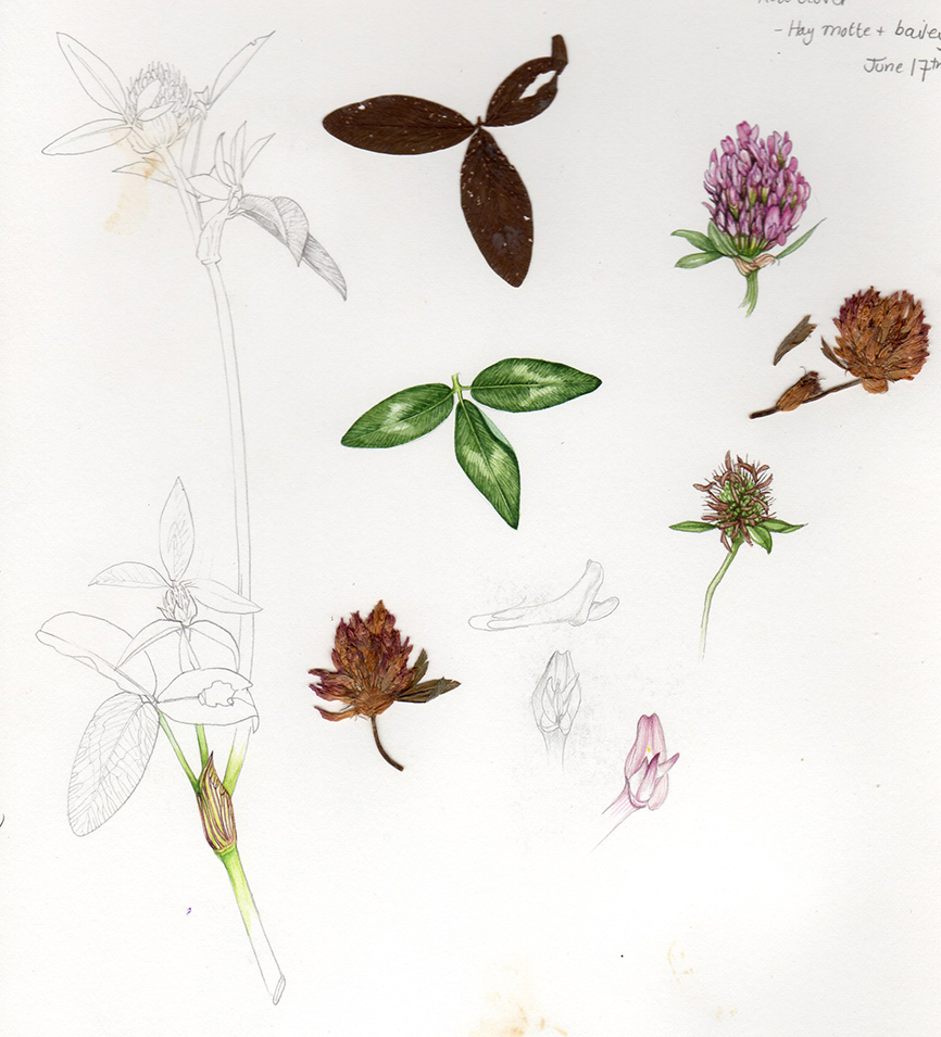 Red clover Trifolium pratense botanical illustration by Lizzie Harper  sketchbook - Lizzie Harper