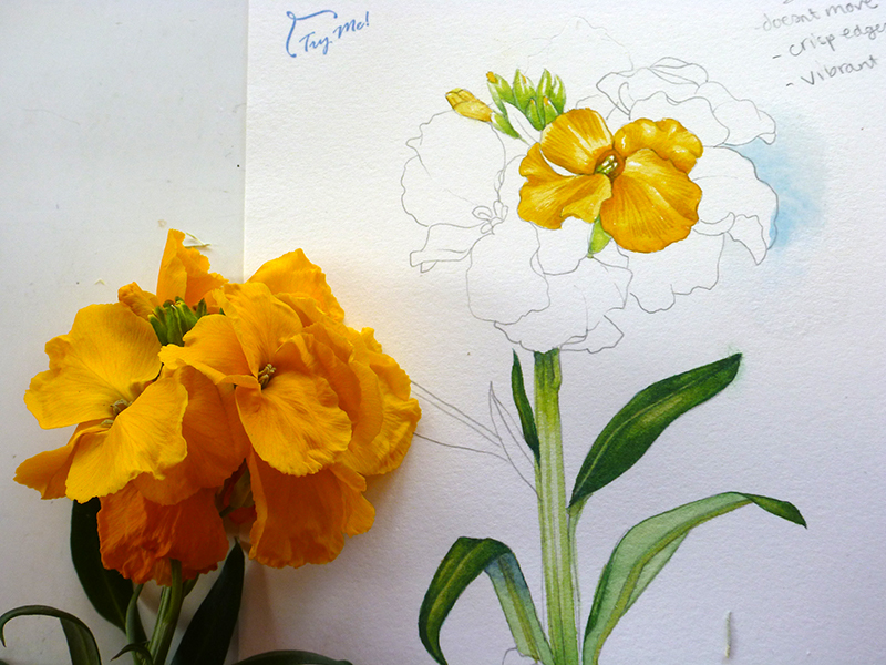 Botanical Illustration: Comparing HP Watercolour Papers 1 - Lizzie