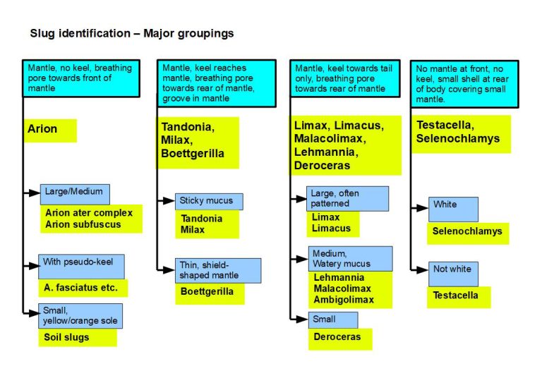 Slugs Workshop On Slug Identification Lizzie Harper