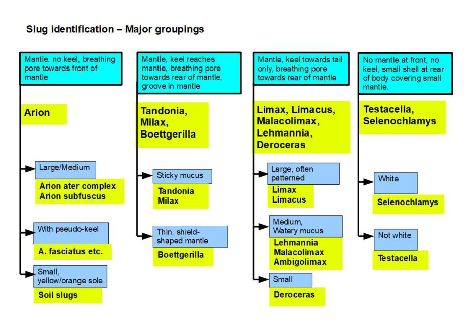 Slug Evolution Chart Slugs: Workshop on slug identification - Lizzie Harper