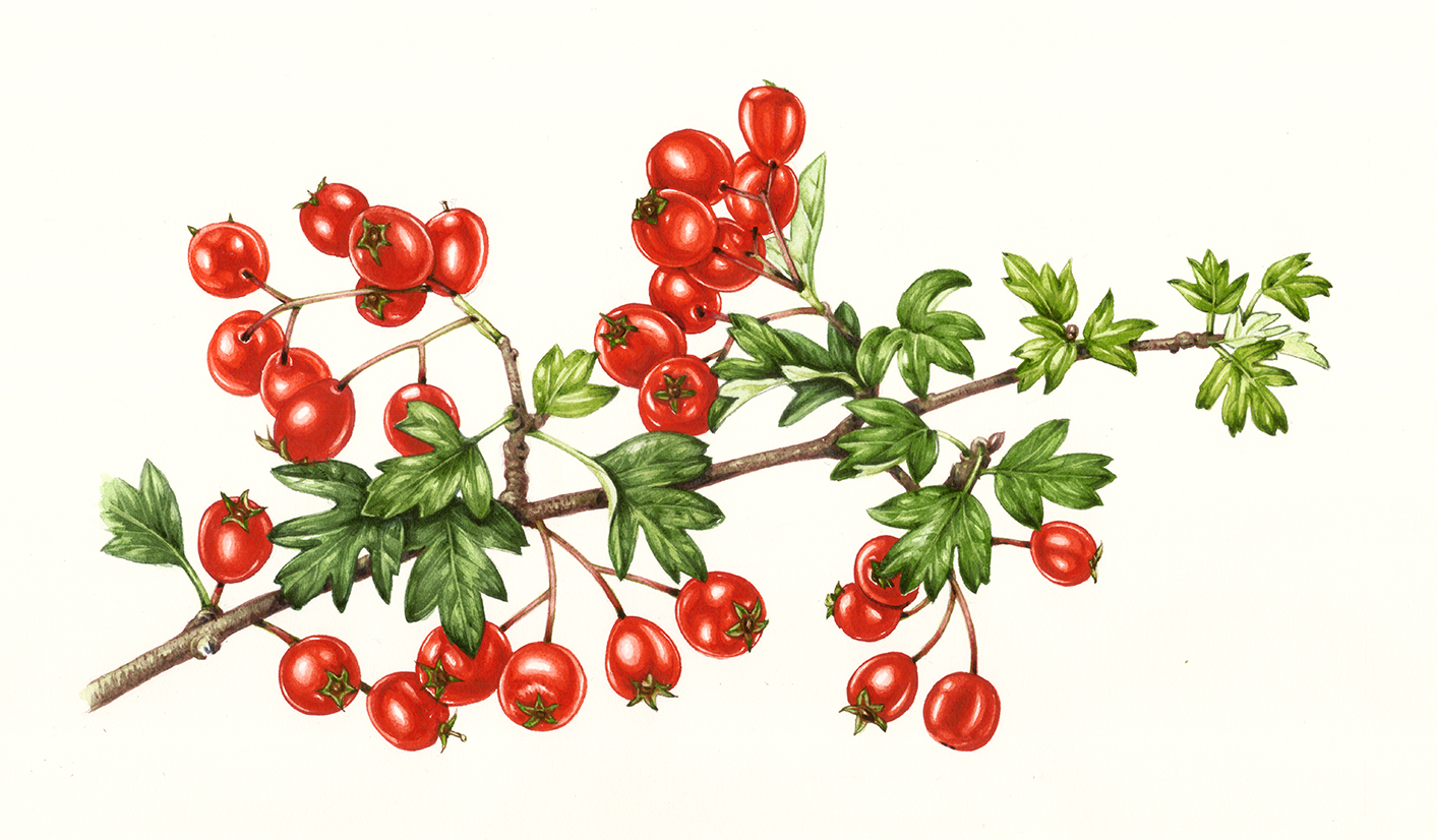 Botanical Illustrations of Fruit for Jersey Post Lizzie Harper