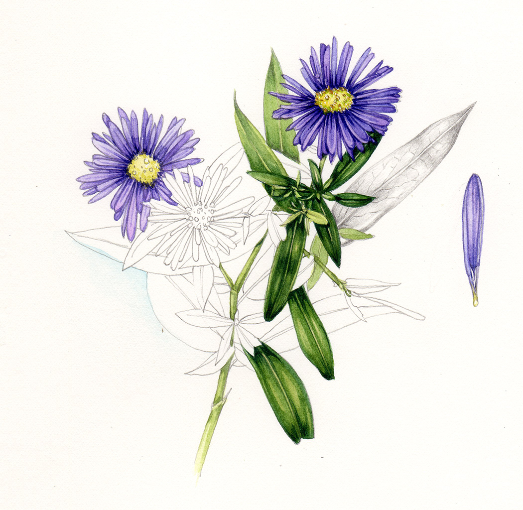 Aster on new Fabriano Artistico taditional white HP watercolour paper