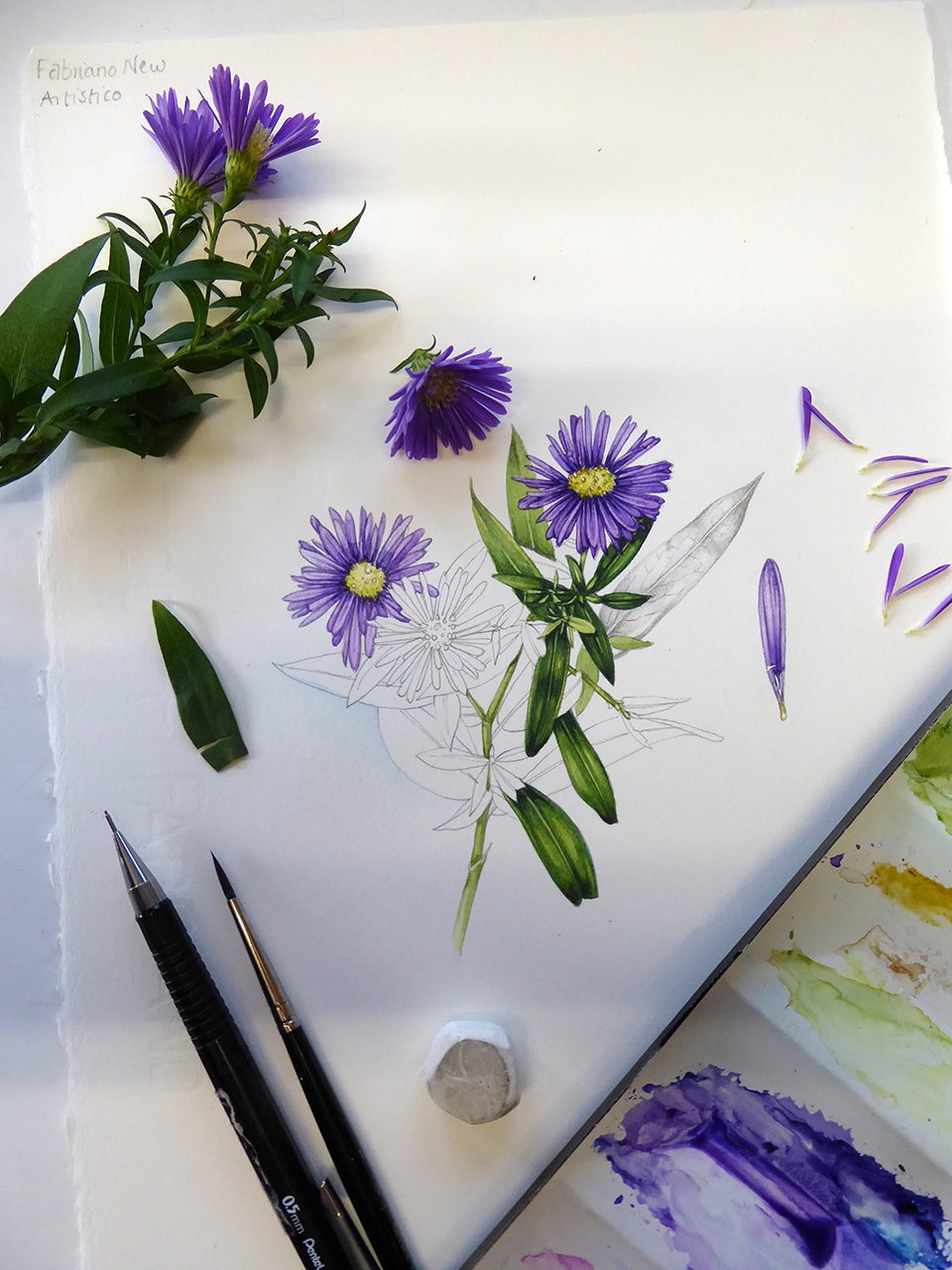 Aster On New Fabriano Artistico Traditional White Hp Watercolour Paper Tested For Botanical Illustration By Lizzie Harper Done Lizzie Harper