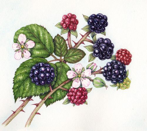 Jersey post fruits and berries