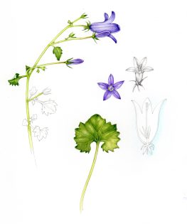 Wall Bellflower sketchbook study