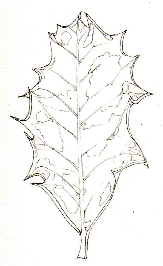 how-to-draw-holly-leaves-pick-up-a-pencil-and-paper-or-print-the