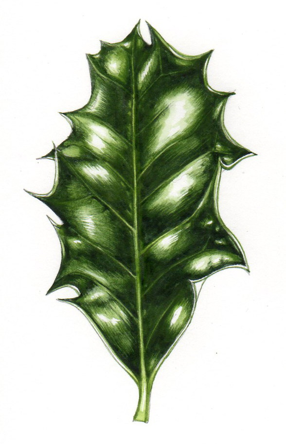 Step by step botanical illustration of a Holly leaf Lizzie Harper