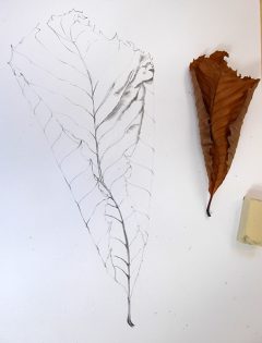 Autumn Illustration workshop at Cambridge Botanic Gardens - Lizzie Harper