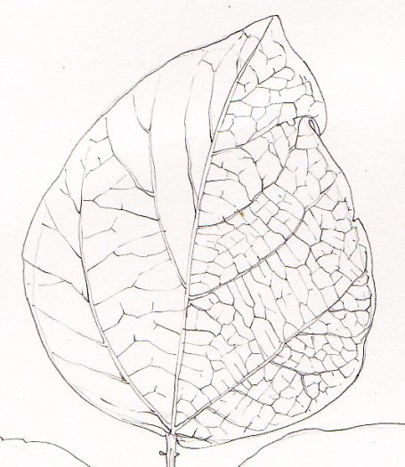Bean leaf study