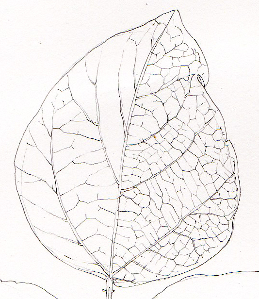 Buy Leaf drawing Handmade Painting by VAISHALI VERMA. Code:ART_960_59518 -  Paintings for Sale online in India.