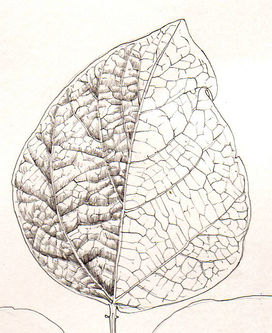 Abstract color leaf as line drawing on the white Vector Image