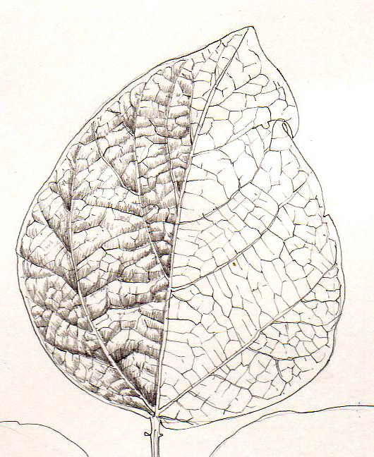 6 Easy How to Draw a Leaf Tutorials with Leaf Drawing Video & Coloring Page