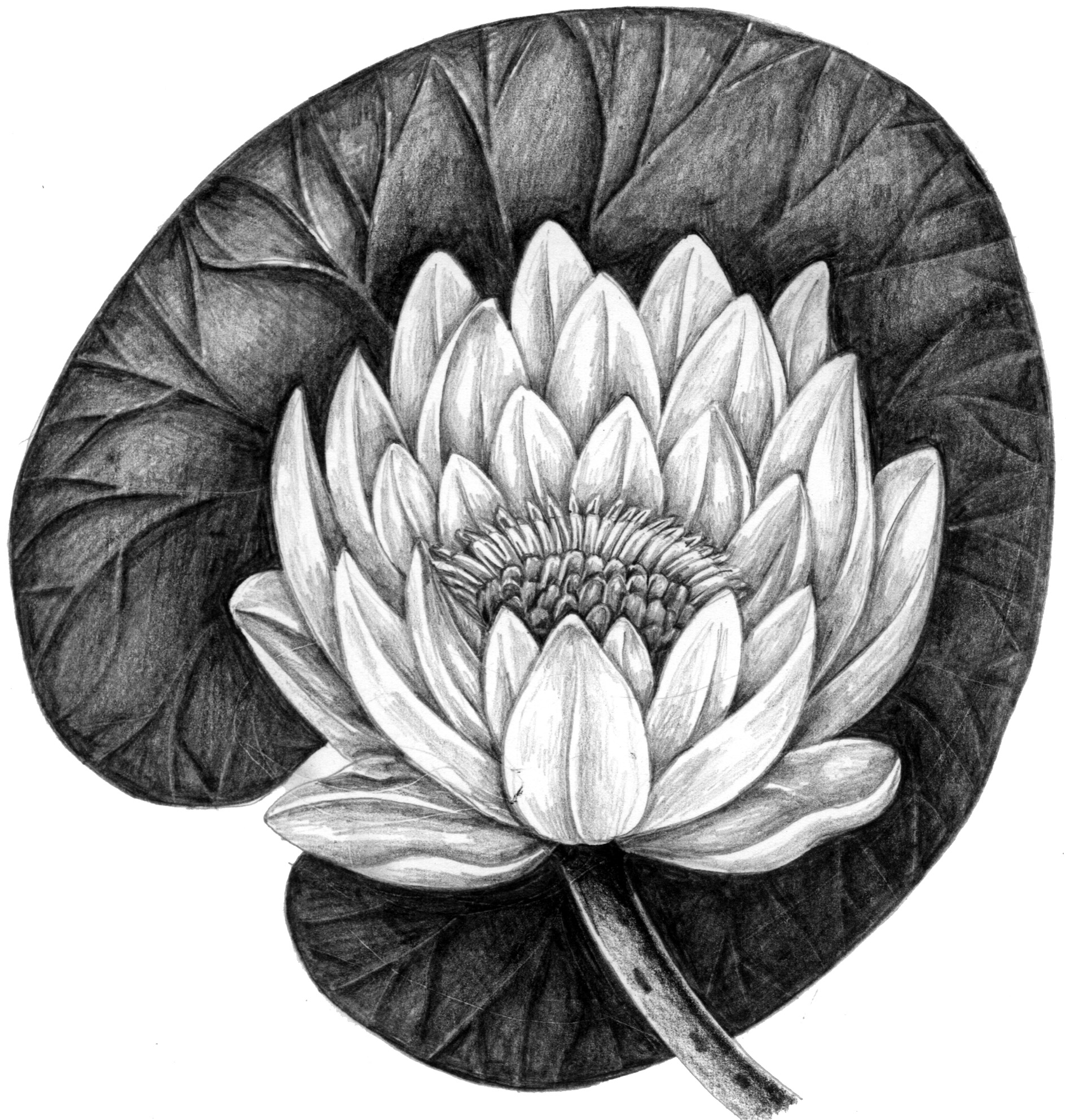 Water Lily Flower Realistic Drawing Sketch White Background Vector  Illustration Stock Vector by ©sasha-kasha 223397928