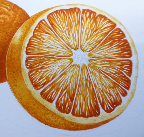 Step by step Botanical illustration of an orange - Lizzie Harper