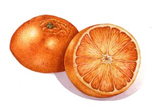 Sliced Orange – SOLD –