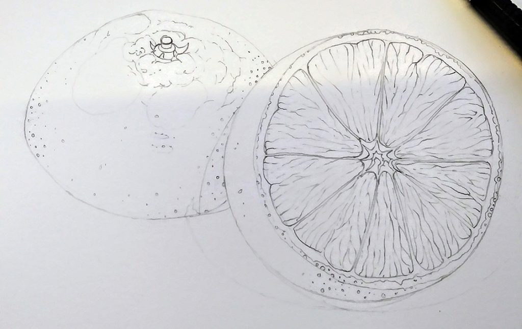 aupomanfruitdrawingorangecapsicum  Fruit Pencil drawing  Flickr