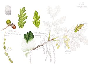 Oak Quercus robur sketchbook page