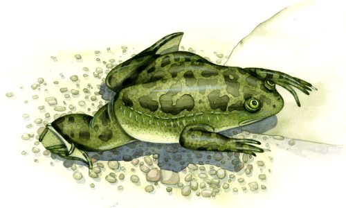 African clawed frog natural history illustration by Lizzie Harper