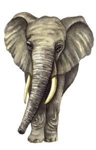 African elephant Loxodonta africana natural history illustration by Lizzie Harper