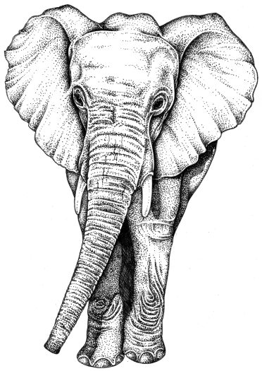 African elephant Loxodonta cyclotis natural history illustration by Lizzie Harper