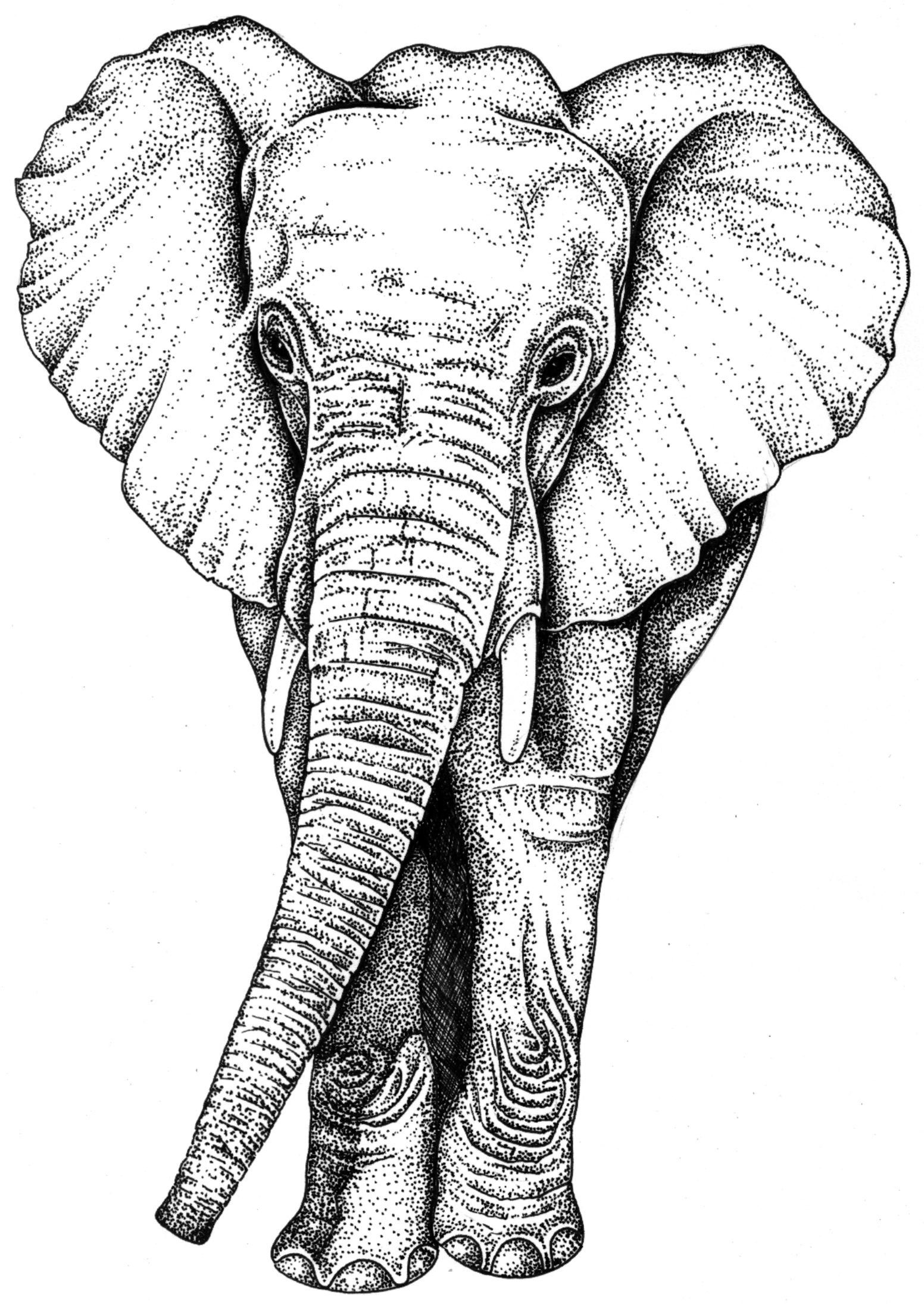 Handdrawn Elephant Illustration Elephant Drawing Africa Stock Vector  (Royalty Free) 2323048247 | Shutterstock