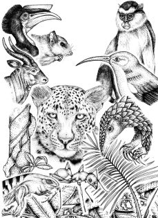 African Tropical Forest species mix