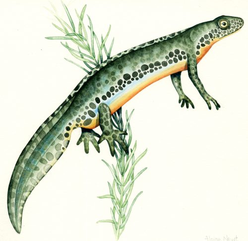 Alpine newt natural history illustration by Lizzie Harper