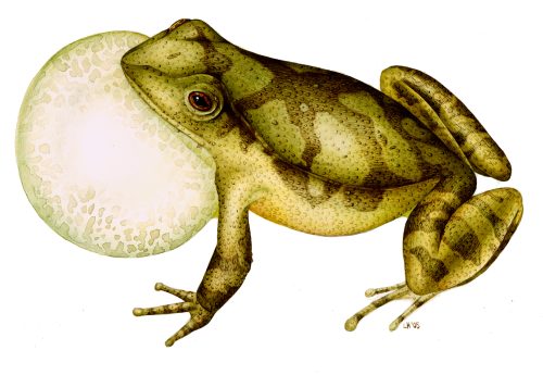 American spring peeper frog natural history illustration by Lizzie Harper