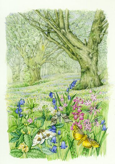 Old woodland with bluebells and moths natural history illustration by Lizzie Harper