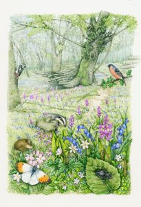 Oak woodland with orange tip butterfly natural history illustration by Lizzie Harper