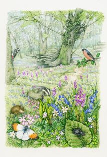 Ancient oak woodland landscape with bullfinch, orange tip, and wild spring flowers