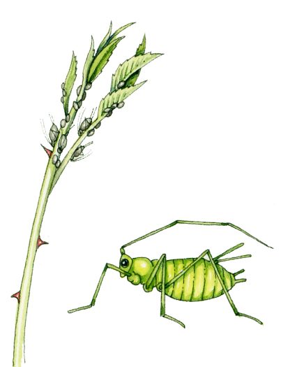 Aphid on rose natural history illustration by Lizzie Harper
