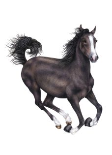 Arabian Horse equus ferus caballus