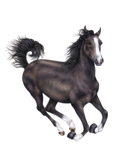 Arabian Horse equus ferus caballus natural history illustration by Lizzie Harper
