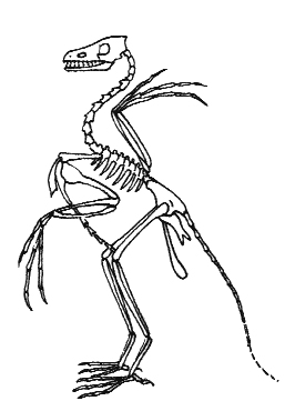 Archeopteryx skeleton natural history illustration by Lizzie Harper
