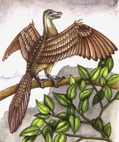 Archeopteryx reconstruction natural history illustration by Lizzie Harper