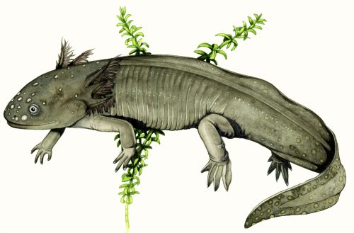 Axolotl natural history illustration by Lizzie Harper