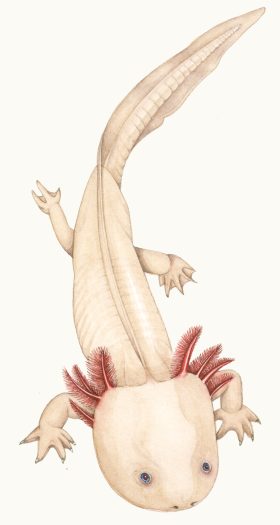Albino Axolotl natural history illustration by Lizzie Harper