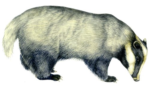 Badger Meles meles natural history illustration by Lizzie Harper
