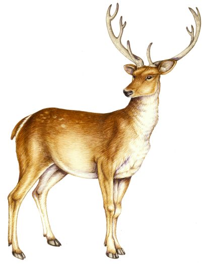 Barasingha deer Rucervus duvaucelii natural history illustration by Lizzie Harper
