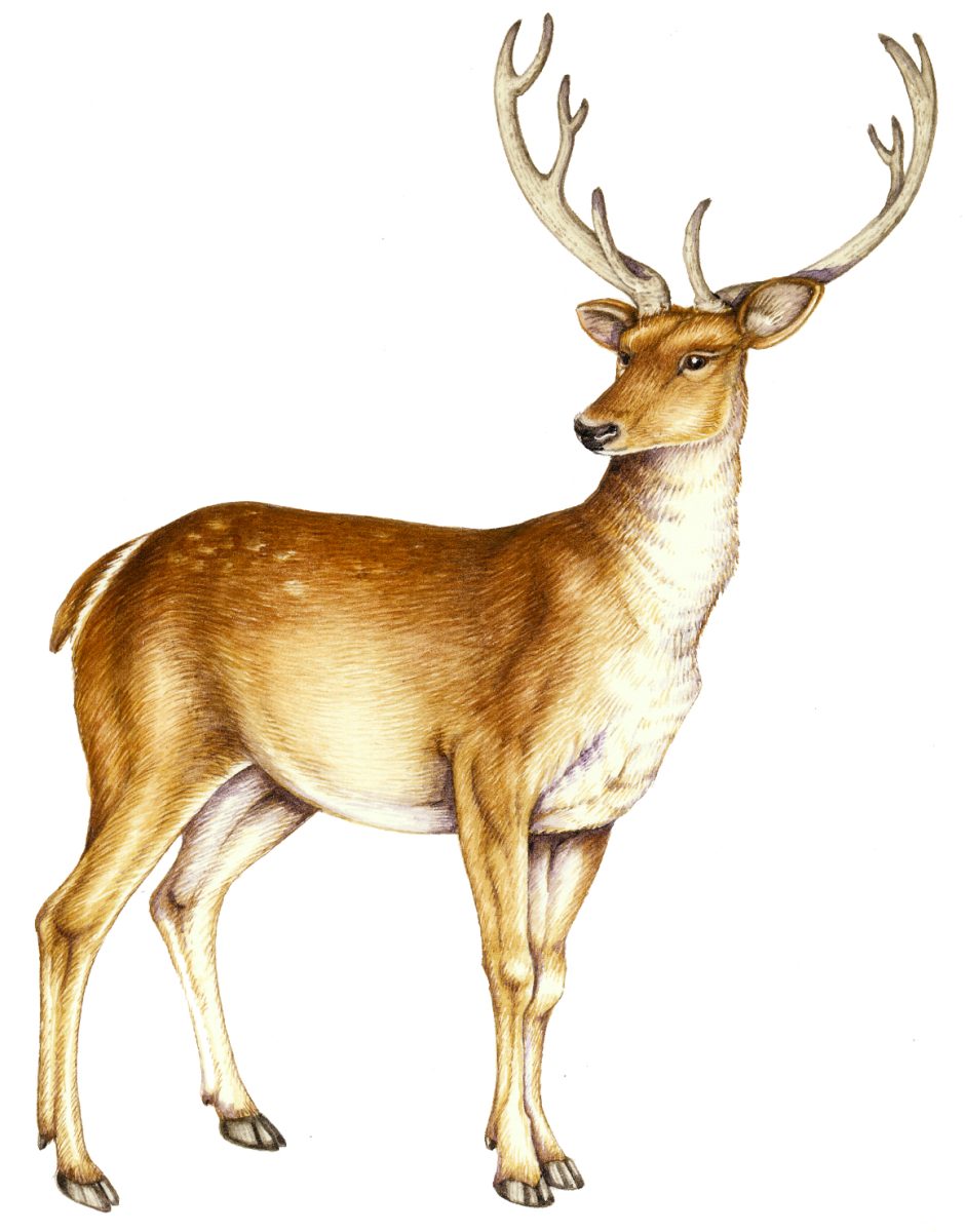 Barasingha Deer Painting
