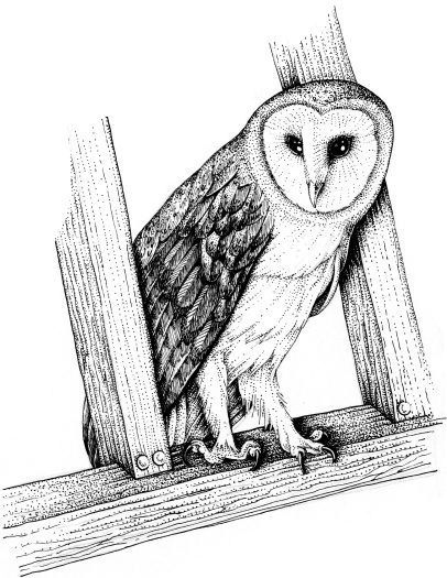 barn owl natural history illustration by Lizzie Harper