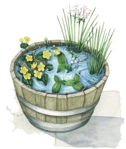 Pond in a half barrel natural history illustration by Lizzie Harper